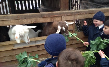 Year 1 Farm Club